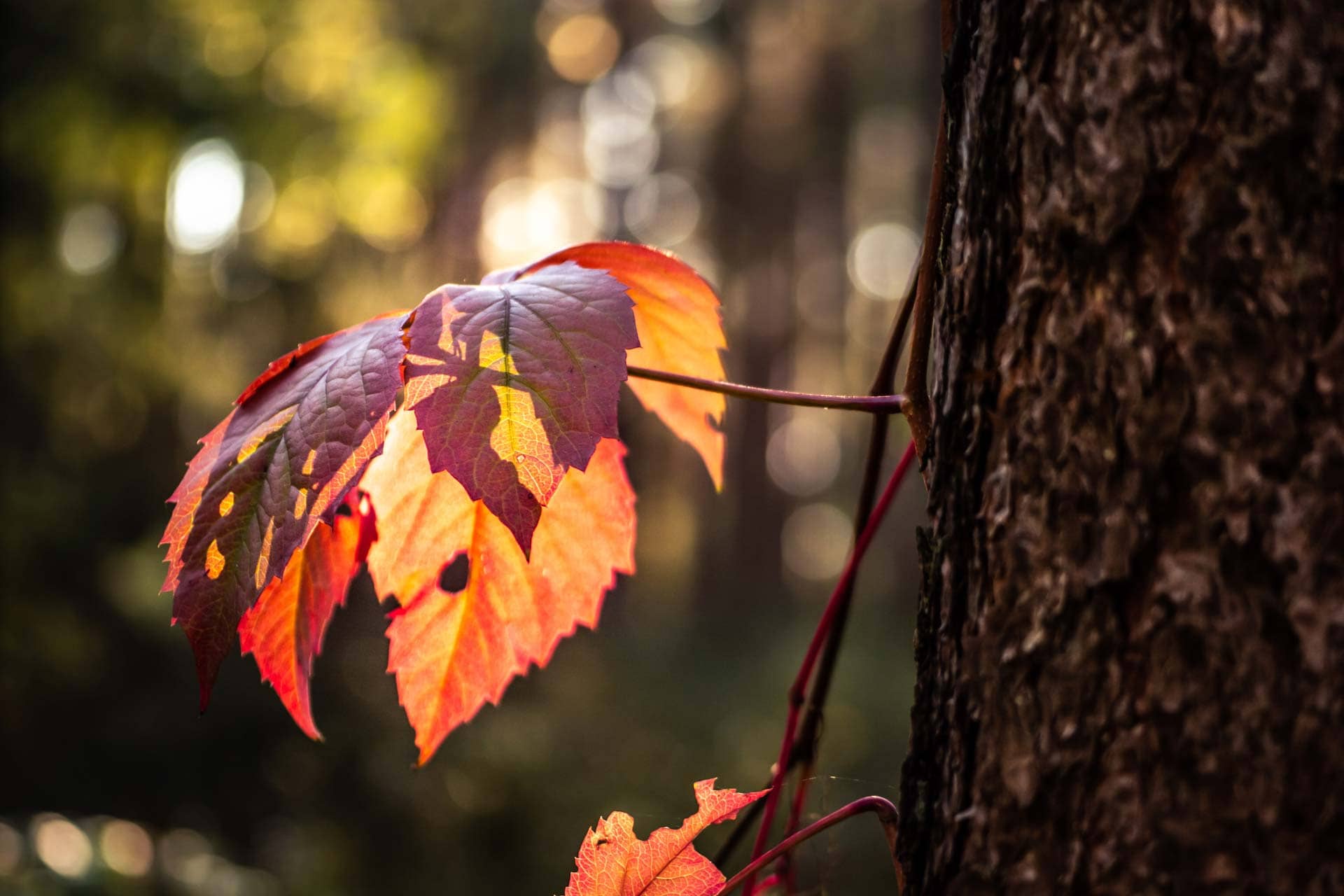 bildbearbeitung-1-nachher-ironleaves-design